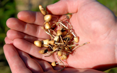 Ann Arbor Moves to Decriminalize Psychedelics like Mushrooms, Peyote
